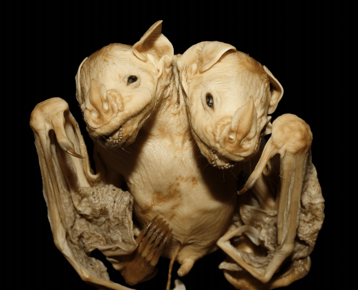 Two-Headed Bat Found In Brazil Is The Stuff Of Nightmares