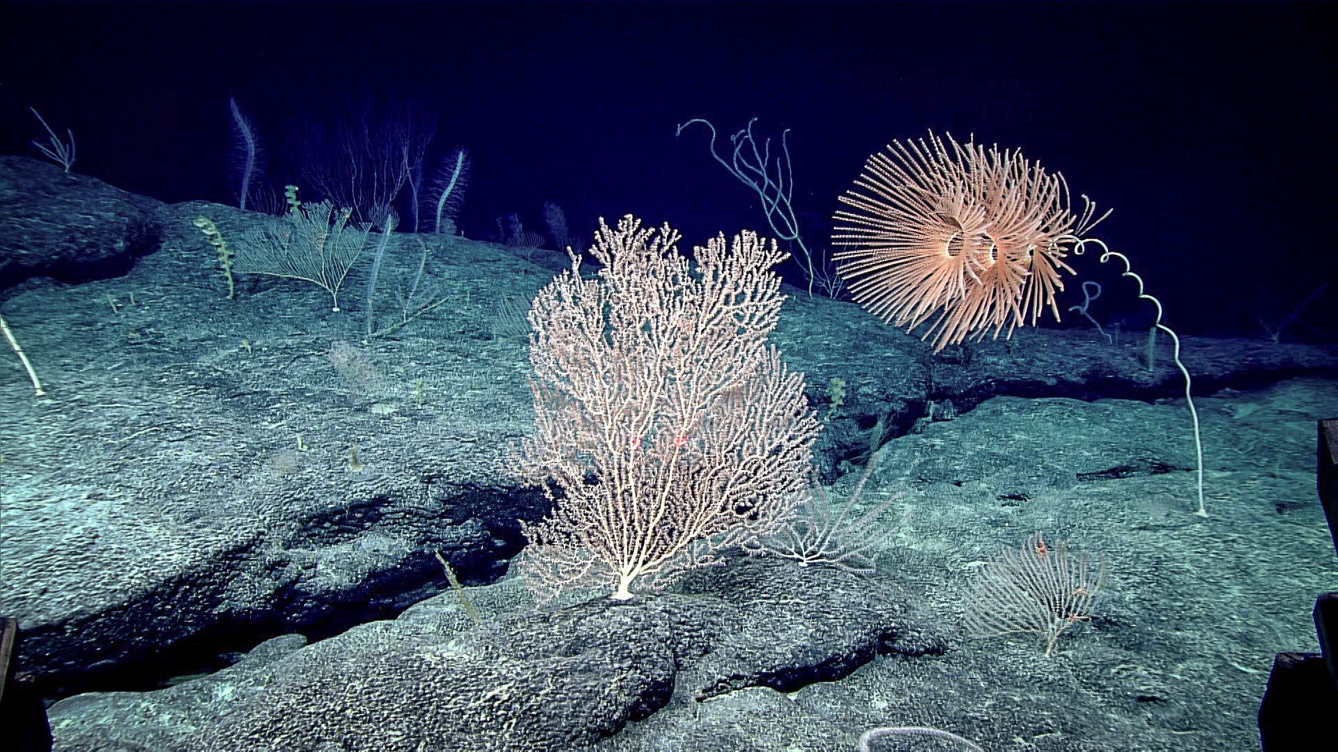 Robotic Deep Sea Explorer Uncovers Treasure Trove Of Freaky Marine Life