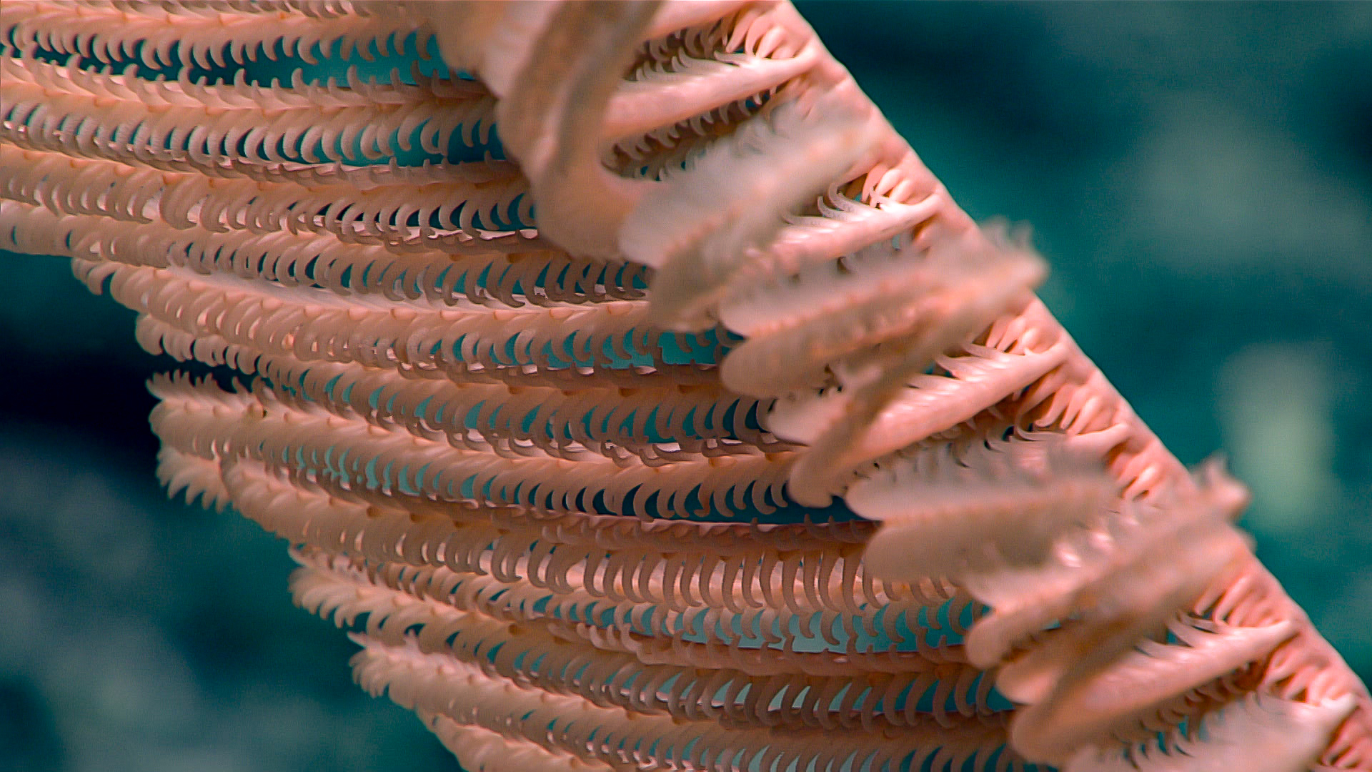 Robotic Deep Sea Explorer Uncovers Treasure Trove Of Freaky Marine Life