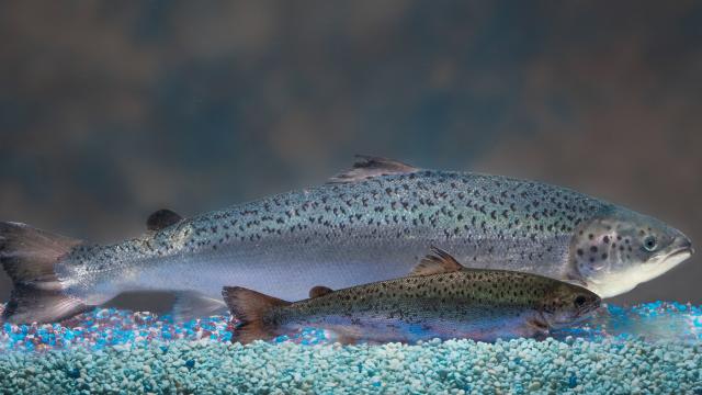 Canadians Are Now The First To Eat Genetically Modified Salmon