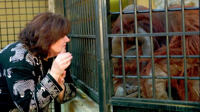 Chantek, The Signing Orangutan Who Was Just Like Us, Has Died