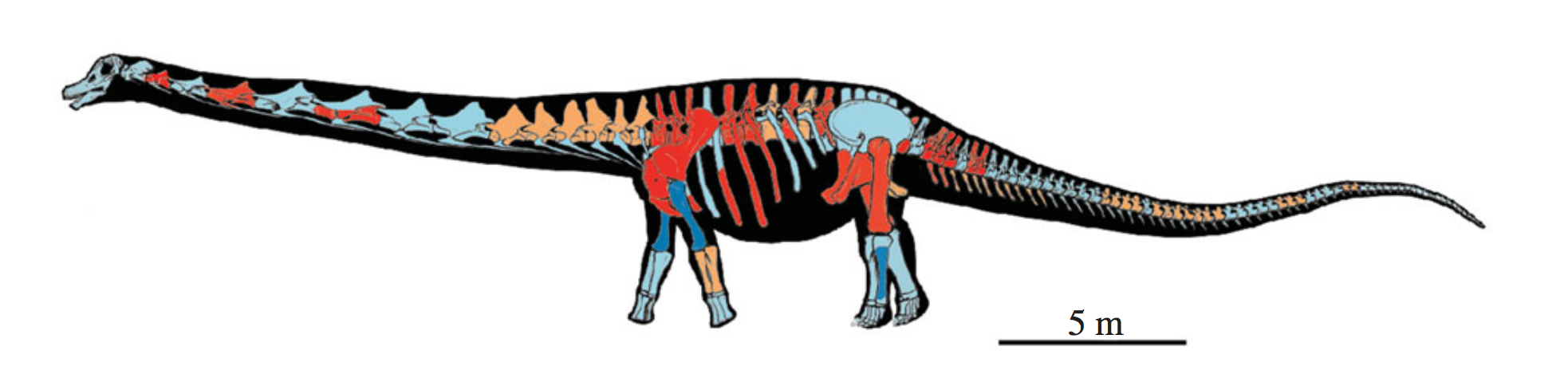 Newly Named Titanosaur Was The Largest Land Animal Our Planet Has Ever Seen