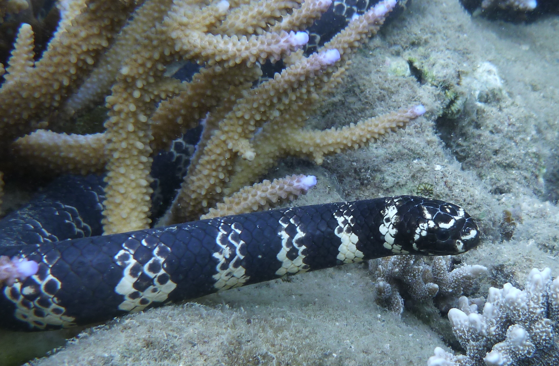 A Wild Explanation For Why These Sea Snakes Are Losing Their Stripes