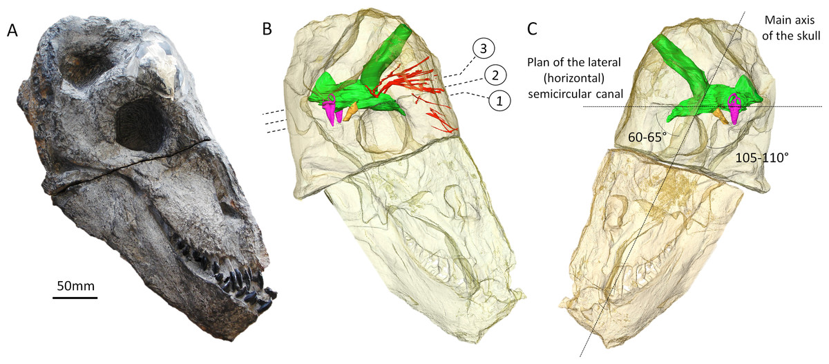 Prehistoric Beast Evolved A Freaky-Arse Skull From Millions Of Years Of Head-Butting