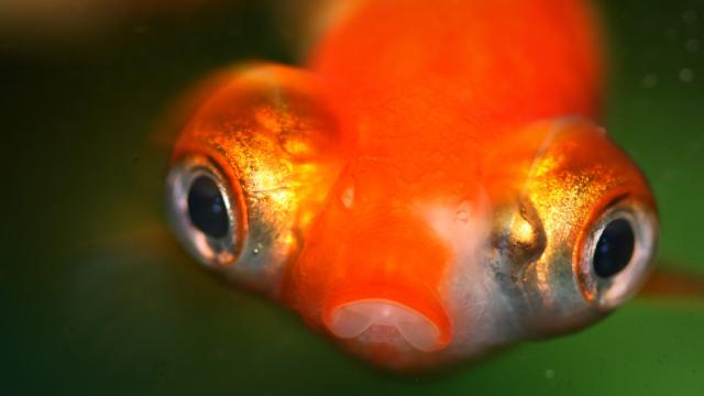 Goldfish Brew Their Own Booze To Survive Frozen Ponds