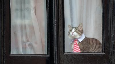 Of Course The Origin Story Of Julian Assange’s Cute Cat Was A Lie
