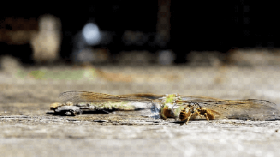 This Footage Of Carnivorous Wasps Devouring A Dragonfly Will Make Your Skin Crawl