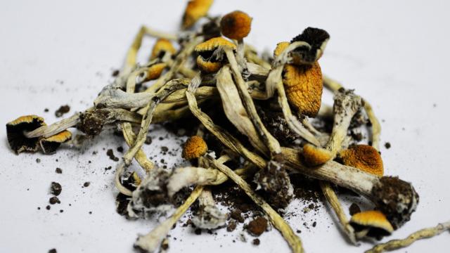 Scientists Finally Unlock The Recipe For Magic Mushrooms