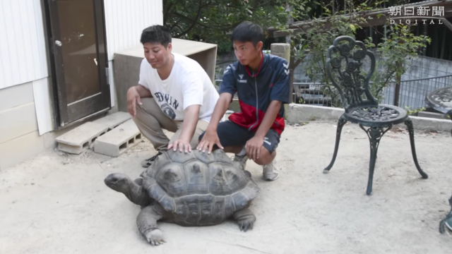Giant Tortoise Apprehended 140 Metres From Zoo Two Weeks After Daring Escape