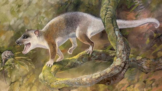 Ancient Carnivorous Dread-Possum Is Upending The History Of Mammals