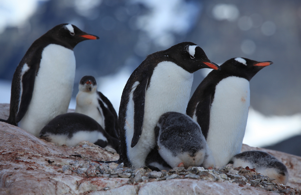 Scientists Crack The Code Of The Antarctic Penguin’s Mysterious Undersea Calls