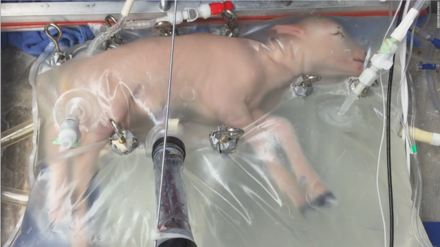 Australian Researchers Have Used An Artificial Womb To Incubate A Lamb For The Second Time