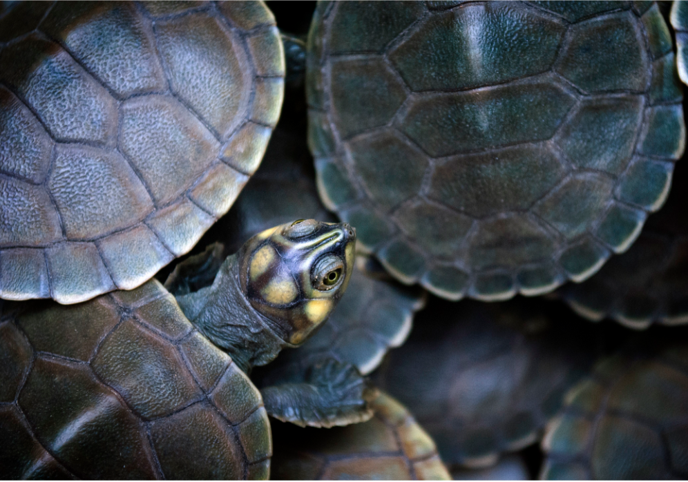 Let These Award-Winning Ecology Images Soothe Your Tortured Soul
