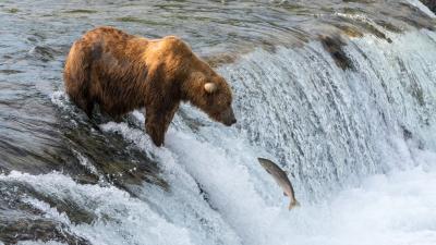 These Bears Decided To Stop Eating Salmon Thanks To Climate Change