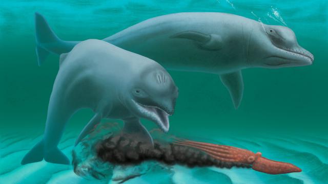 Bizarre Toothless Dwarf Dolphins Once Sucked Squid Off The Ancient Seafloor