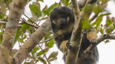 Rare Mop-Topped Monkey Spotted In Brazil For First Time In Over 80 Years