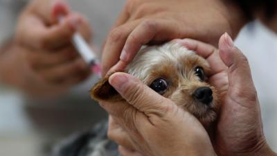 Maybe Leave Dogs Out Of This Anti-Vaccine Nonsense