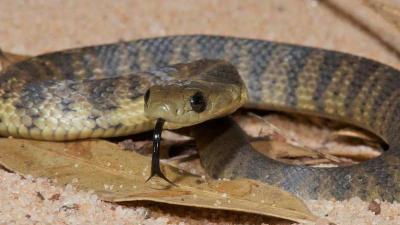 This Australian Snake Is So Deadly Its Venom Hasn’t Had To Change In 10 Million Years