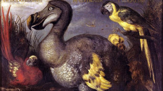 Mysteries Of The Dodo Revealed Centuries After Sailors Ate Them All