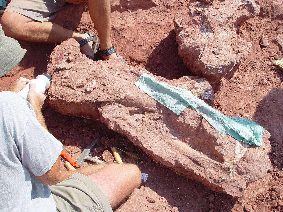Rare African Titanosaur Was Among The Smallest Of The Giants