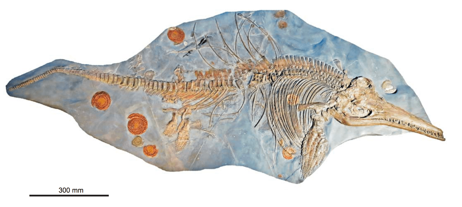 Largest Ichthyosaurus Fossil Ever Discovered Contains An Unexpected Gift