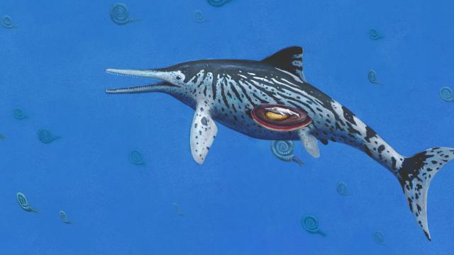 Largest Ichthyosaurus Fossil Ever Discovered Contains An Unexpected Gift