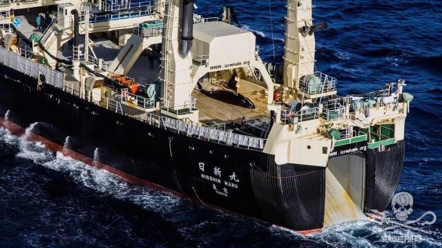 ‘Hostile’ Australian Government Cited As Radical Anti-Whaling Group Ends Its Patrols