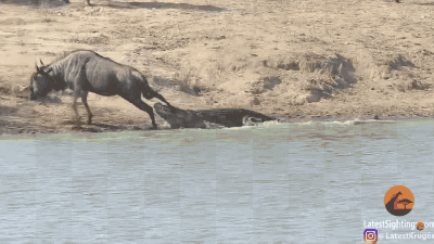 Terrifying Video Shows Hippos Rescuing A Wildebeest From The Jaws Of A Crocodile