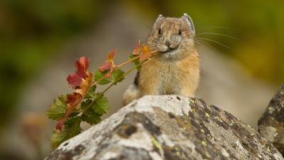 Adorable Animal Subsisting On Wildflowers And Kindness Is In Serious Danger