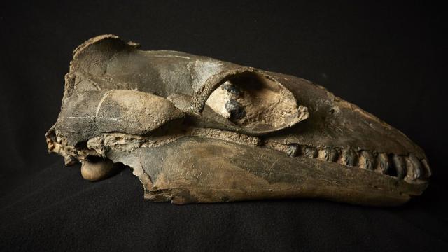 Ancient, Sharp-Toothed Whales Are Upending Cetacean History
