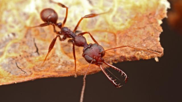 Killer Ants Snap Their Spring-Loaded Jaws 700 Times Faster Than You Can Blink