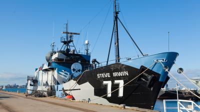 The Sea Shepherd Won’t Be Fighting Japan’s Whalers This Year