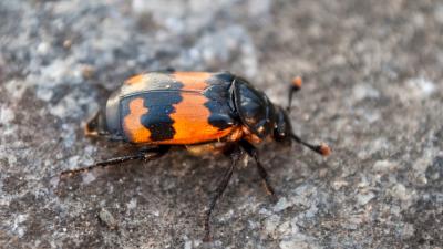 Burying Beetles’ Embalming Butt Juice Is Even Worse Than It Sounds