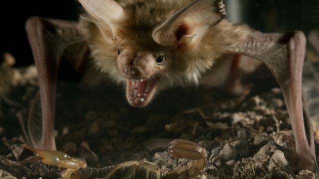 Why These Bats Laugh In The Face Of North America’s Most Venomous Scorpion