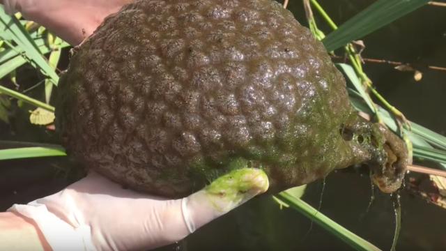 Alien-Like Blob Found In Lake Is Actually A Living Thing