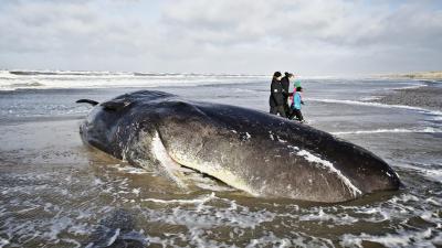 Biologists Have A Cosmic Explanation For Last Year’s Mysterious Sperm Whale Strandings