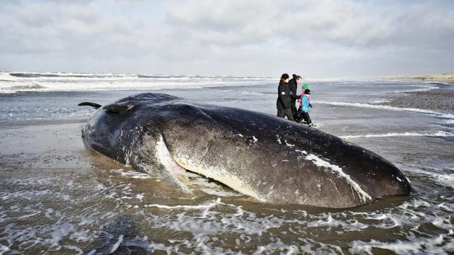 Biologists Have A Cosmic Explanation For Last Year’s Mysterious Sperm Whale Strandings
