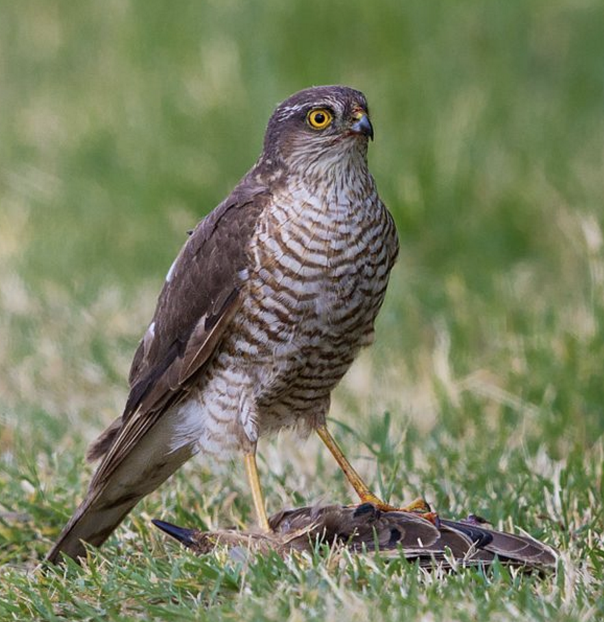 Cuckoos Are Even Bigger Arseholes Than We Realised