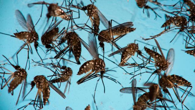 Zika Virus Kills Brain Cancer Cells In Mice