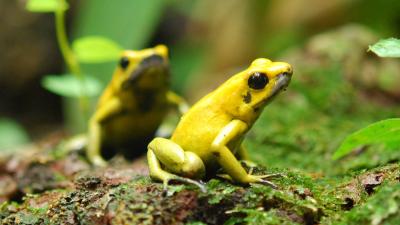 How The Deadliest Frogs On Earth Avoid Poisoning Themselves 