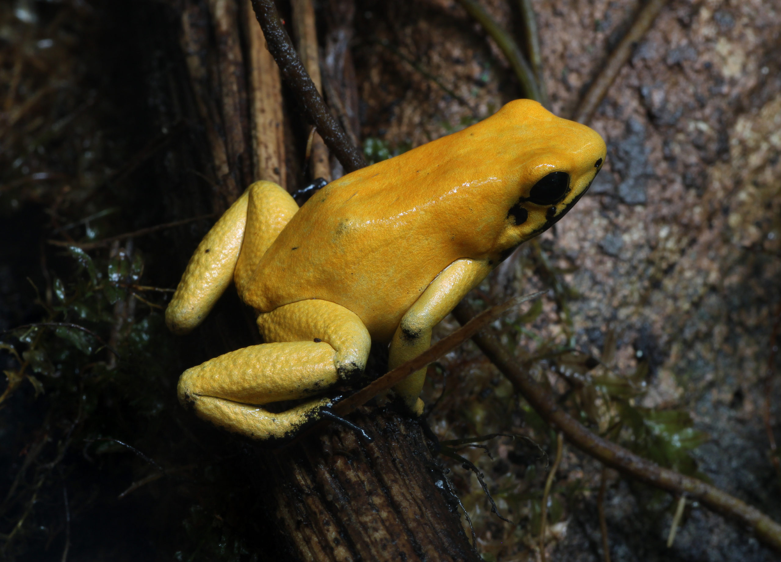 How The Deadliest Frogs On Earth Avoid Poisoning Themselves 
