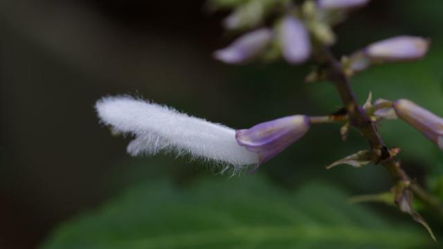 Scientists Want To Synthesise Salvia’s Hallucinogenic Molecule