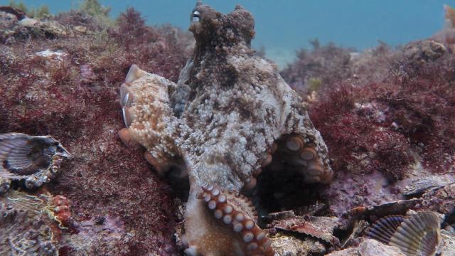 Researchers Discover ‘Atlantis’ For Octopuses Off Australian Coast