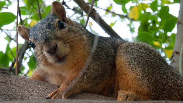 Squirrels Organise Their Nuts Better Than Some Humans Organise Their Closets