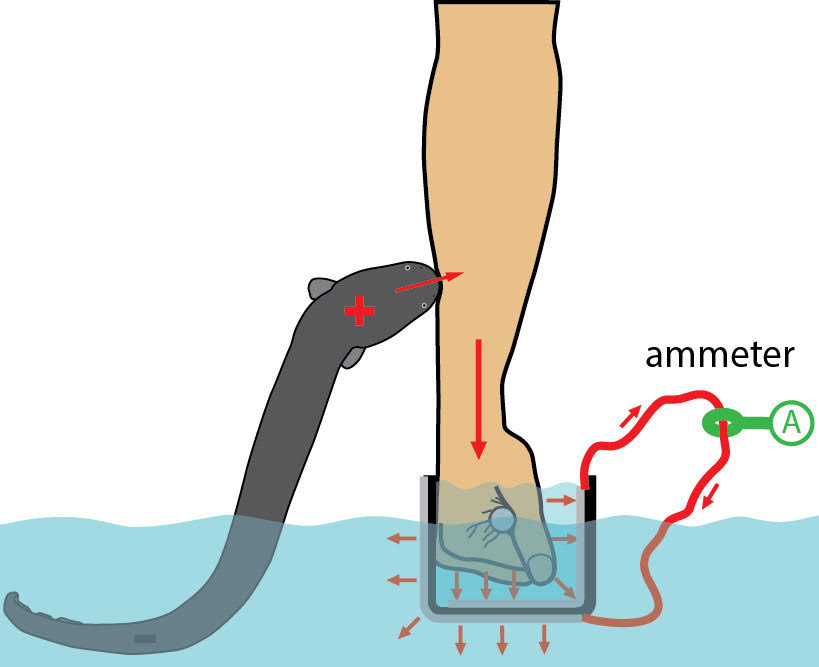 Biologist Subjects Himself To An Electric Eel Attack For Science