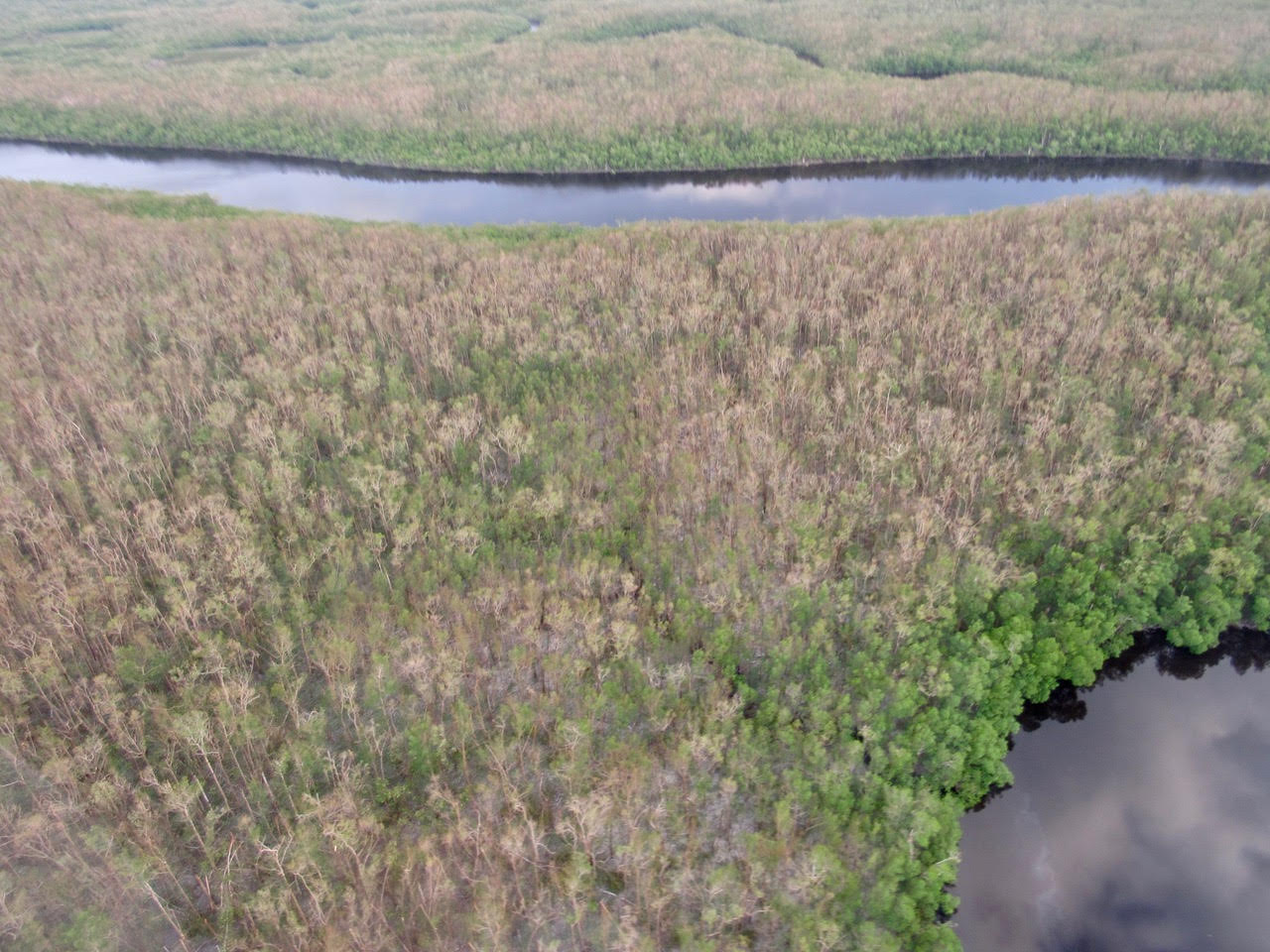 The Everglades Took A Beating From Hurricane Irma