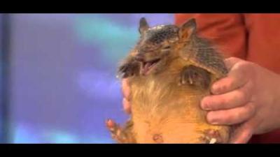 Screaming Hairy Armadillos Articulate Our Existential Dread