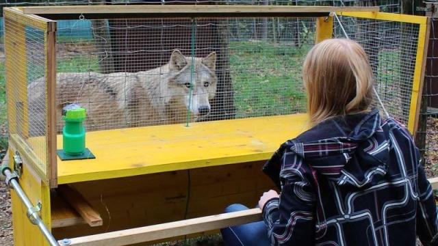 Are Wolves Better Problem Solvers Than Dogs?