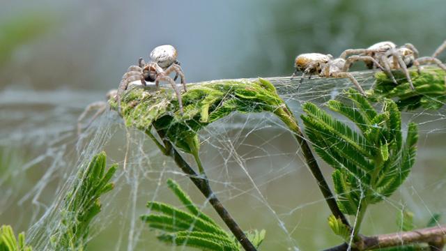 Virgin Velvet Spiders Allow Themselves To Be Eaten By Their Foster Kids