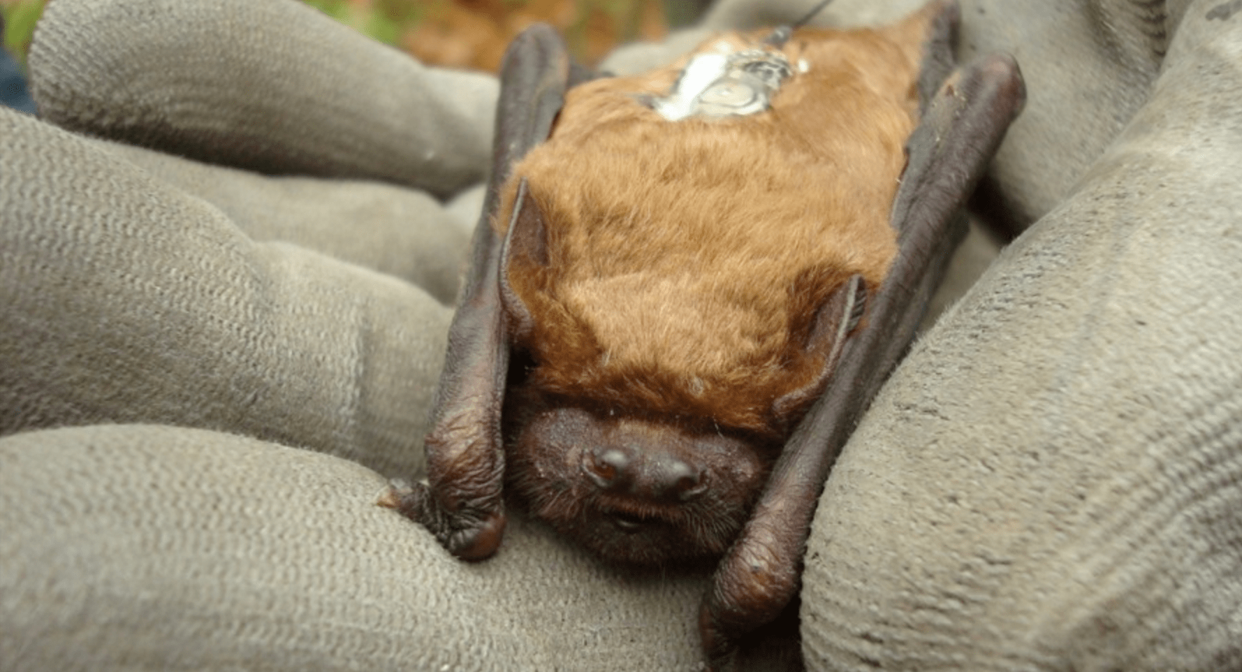 Migrating Bats Are Basically Flying Weather Stations